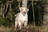 BERGER AUSTRALIEN PUPPIES 643